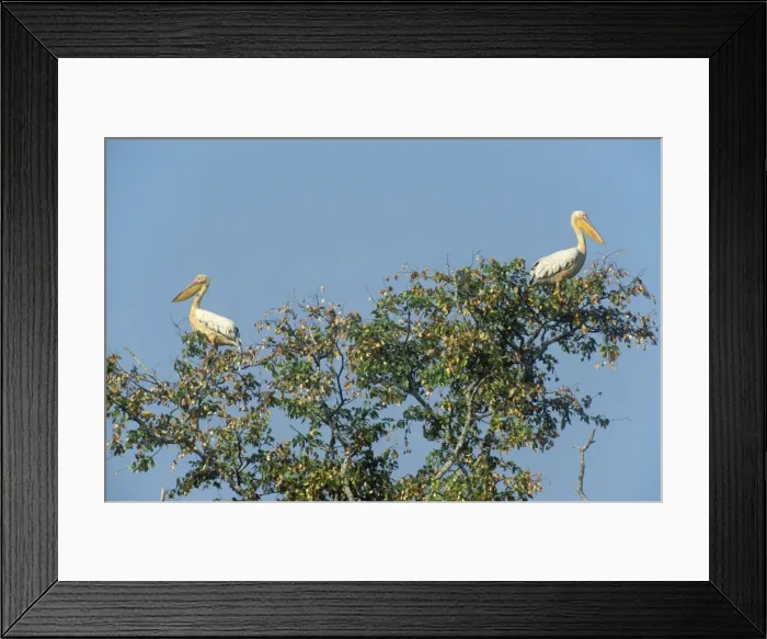 Framed Print : Picture No. 10761846 Framed Print : Picture No. 10761846