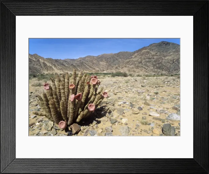 Framed Print : Picture No. 10761847 Framed Print : Picture No. 10761847