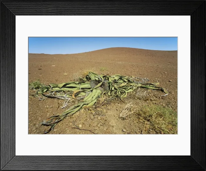 Framed Print : Picture No. 10761848 Framed Print : Picture No. 10761848