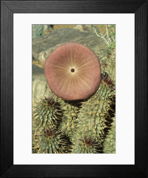 Framed Print : Picture No. 10761850 Framed Print : Picture No. 10761850