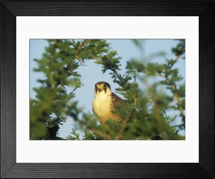 Framed Print : Picture No. 10761858 Framed Print : Picture No. 10761858