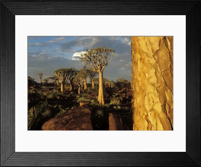 Framed Print : Picture No. 10761853 Framed Print : Picture No. 10761853
