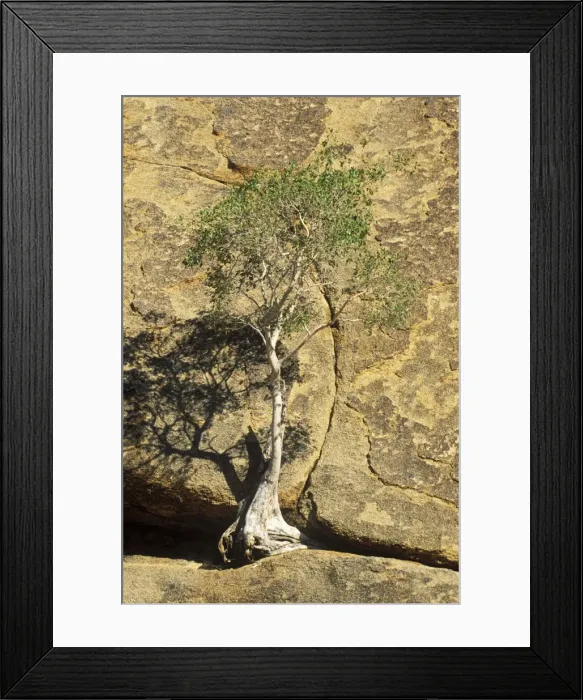 Framed Print : Picture No. 10761855