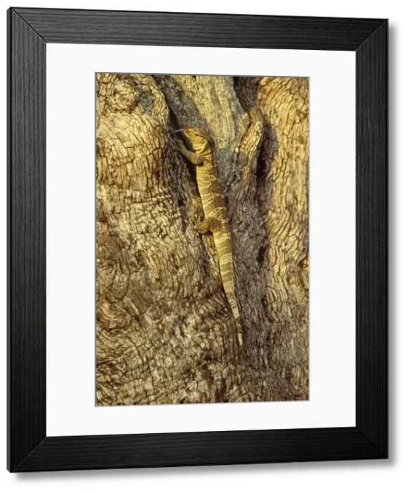Framed Print : Picture No. 10761860 Framed Print : Picture No. 10761860