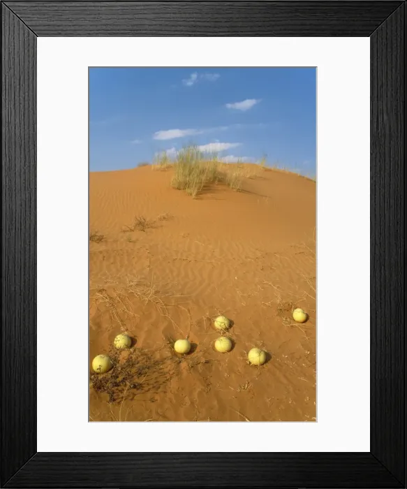 Framed Print : Picture No. 10761857 Framed Print : Picture No. 10761857