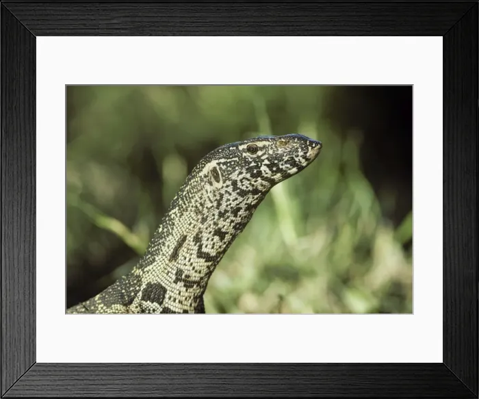 Framed Print : Picture No. 10761859 Framed Print : Picture No. 10761859