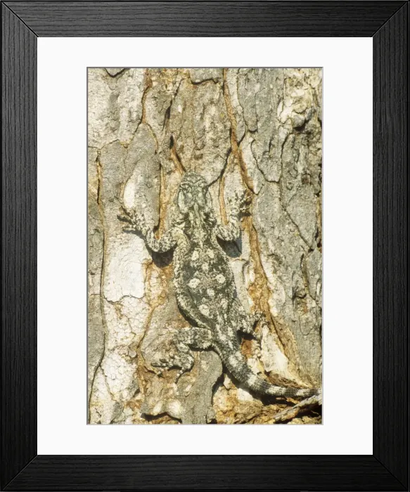 Framed Print : Picture No. 10761861