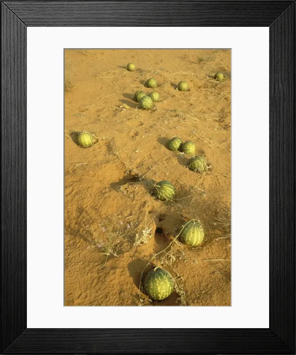 Framed Print : Picture No. 10761856 Framed Print : Picture No. 10761856