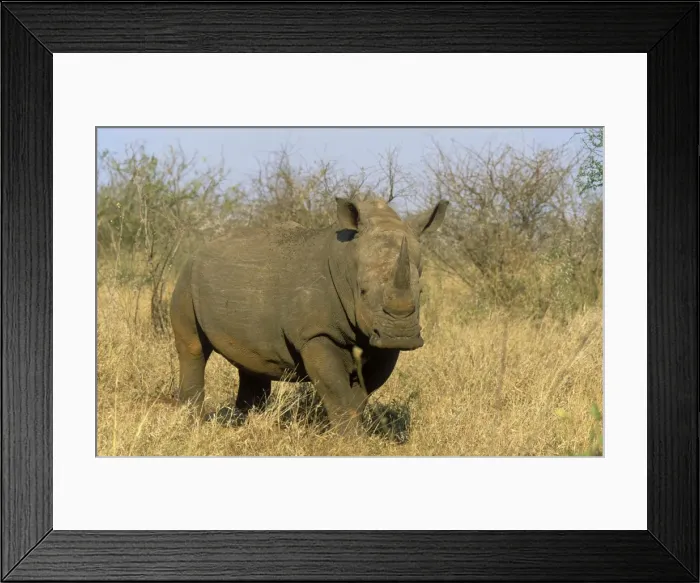 Framed Print : Picture No. 10761866 Framed Print : Picture No. 10761866