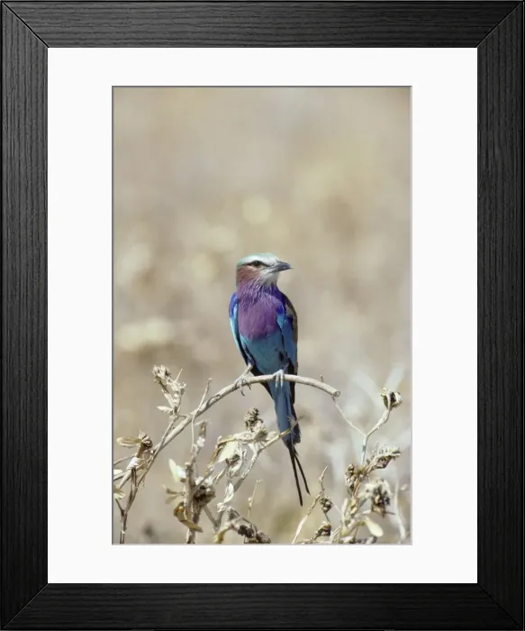 Framed Print : Picture No. 10761868 Framed Print : Picture No. 10761868