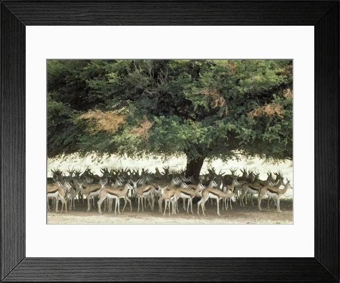 Framed Print : Picture No. 10761871 Framed Print : Picture No. 10761871