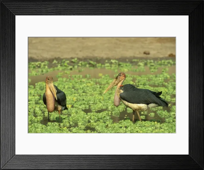 Framed Print : Picture No. 10761874 Framed Print : Picture No. 10761874