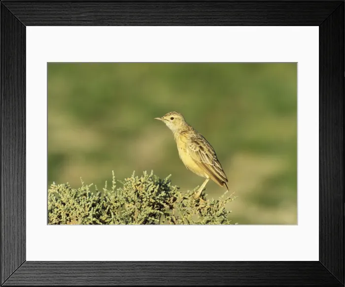 Framed Print : Picture No. 10761876 Framed Print : Picture No. 10761876