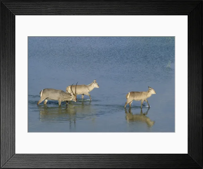 Framed Print : Picture No. 10761877 Framed Print : Picture No. 10761877