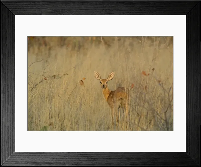 Framed Print : Picture No. 10761873 Framed Print : Picture No. 10761873