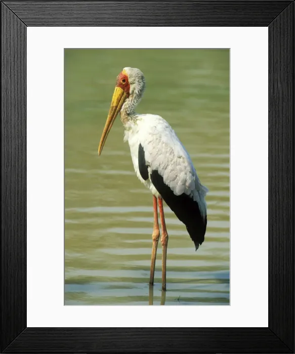 Framed Print : Picture No. 10761875 Framed Print : Picture No. 10761875