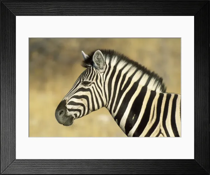 Framed Print : Picture No. 10761881 Framed Print : Picture No. 10761881