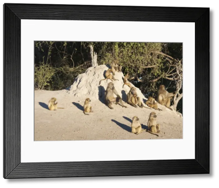 Framed Print : Picture No. 10761884 Framed Print : Picture No. 10761884