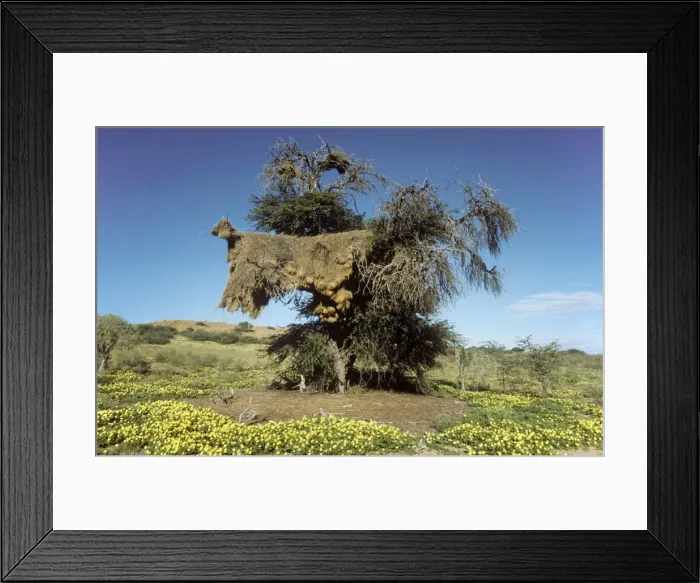 Framed Print : Picture No. 10761878 Framed Print : Picture No. 10761878