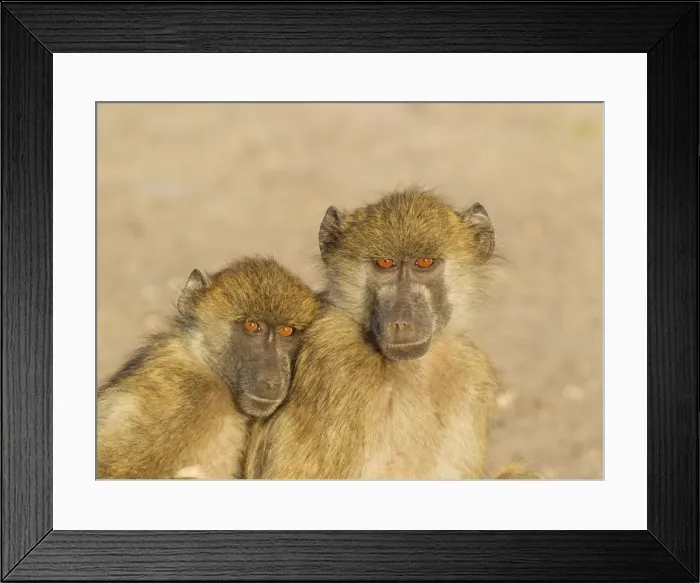 Framed Print : Picture No. 10761885 Framed Print : Picture No. 10761885