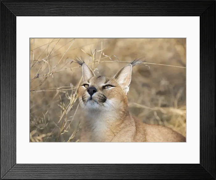 Framed Print : Picture No. 10761887 Framed Print : Picture No. 10761887