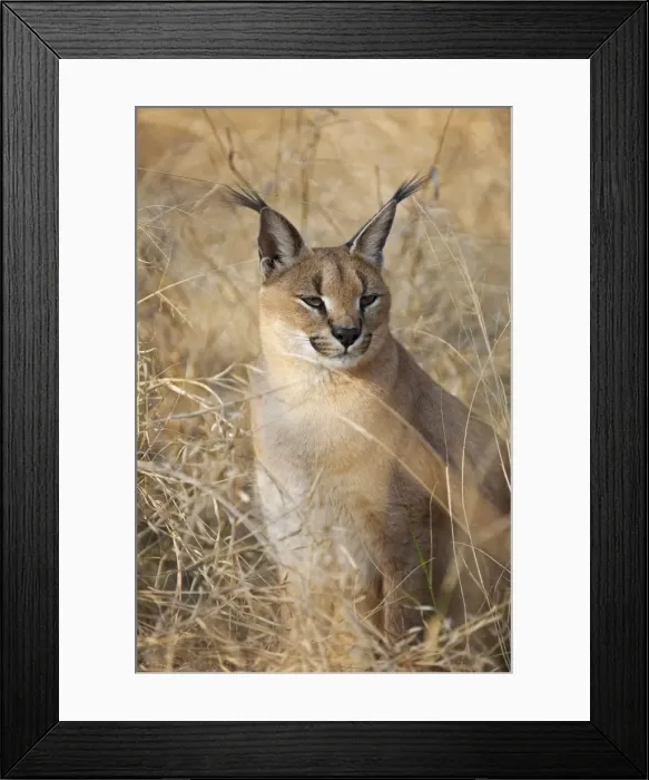 Framed Print : Picture No. 10761888 Framed Print : Picture No. 10761888