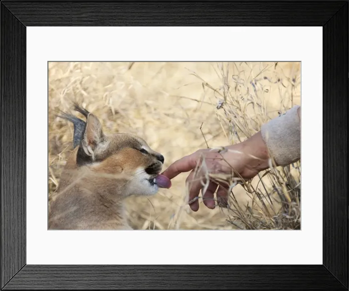 Framed Print : Picture No. 10761889 Framed Print : Picture No. 10761889