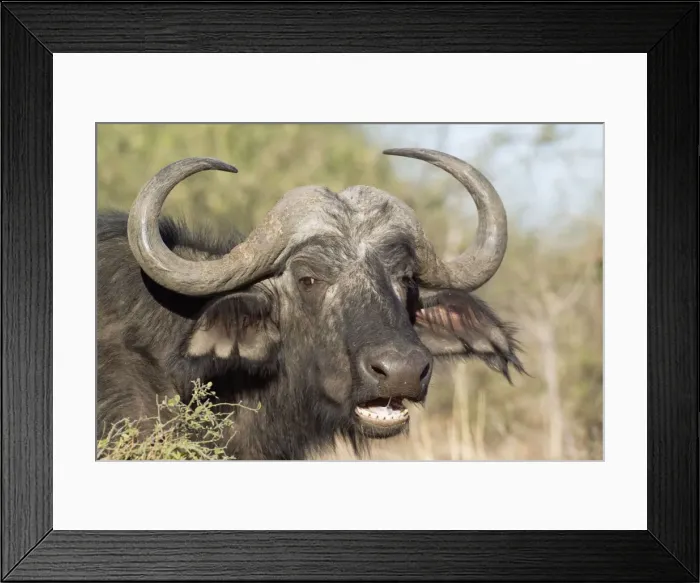 Framed Print : Picture No. 10761886 Framed Print : Picture No. 10761886