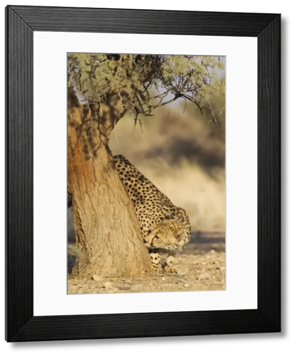 Framed Print : Picture No. 10761892 Framed Print : Picture No. 10761892