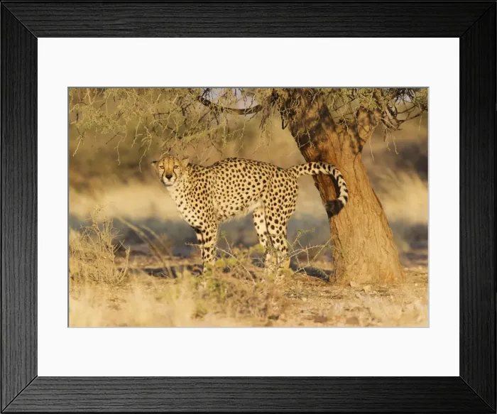 Framed Print : Picture No. 10761891 Framed Print : Picture No. 10761891