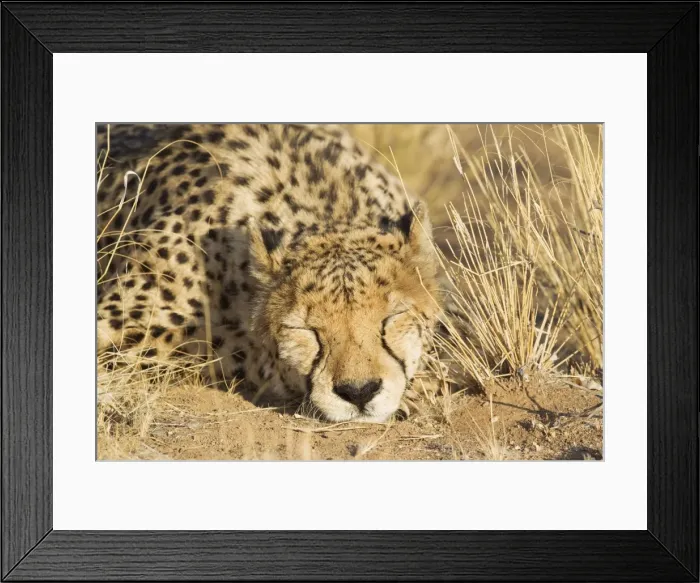 Framed Print : Picture No. 10761893 Framed Print : Picture No. 10761893