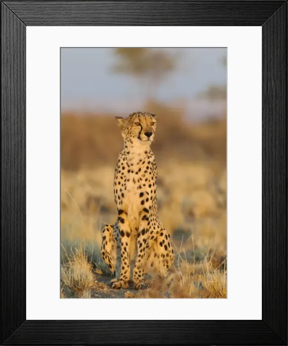 Framed Print : Picture No. 10761896 Framed Print : Picture No. 10761896