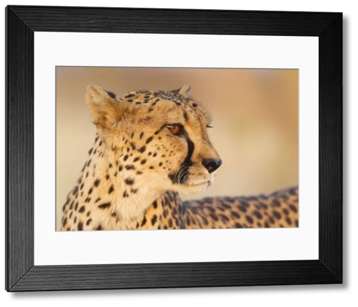 Framed Print : Picture No. 10761895 Framed Print : Picture No. 10761895