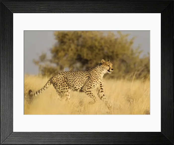 Framed Print : Picture No. 10761900 Framed Print : Picture No. 10761900