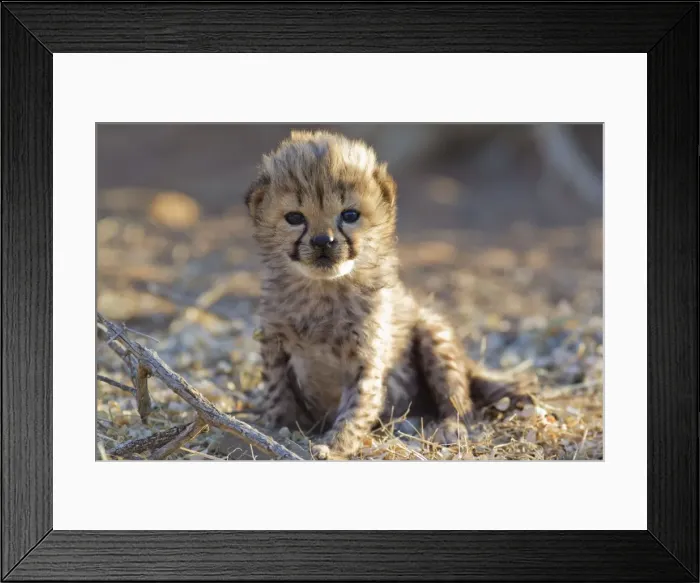 Framed Print : Picture No. 10761903 Framed Print : Picture No. 10761903