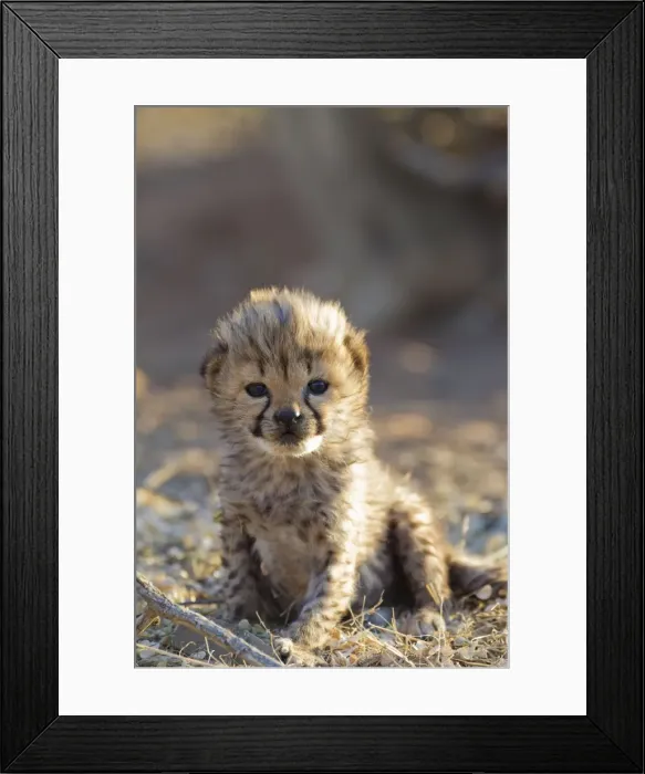 Framed Print : Picture No. 10761904 Framed Print : Picture No. 10761904