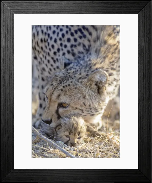 Framed Print : Picture No. 10761905 Framed Print : Picture No. 10761905