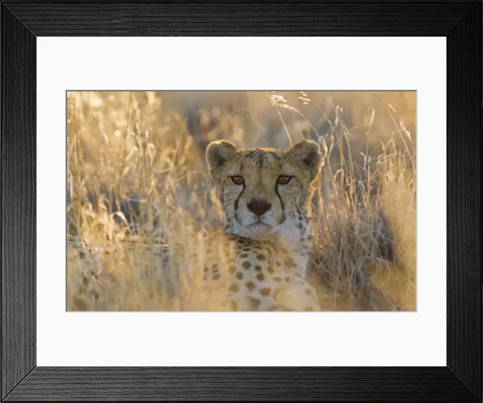 Framed Print : Picture No. 10761901 Framed Print : Picture No. 10761901