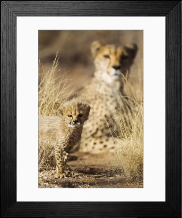 Framed Print : Picture No. 10761908 Framed Print : Picture No. 10761908