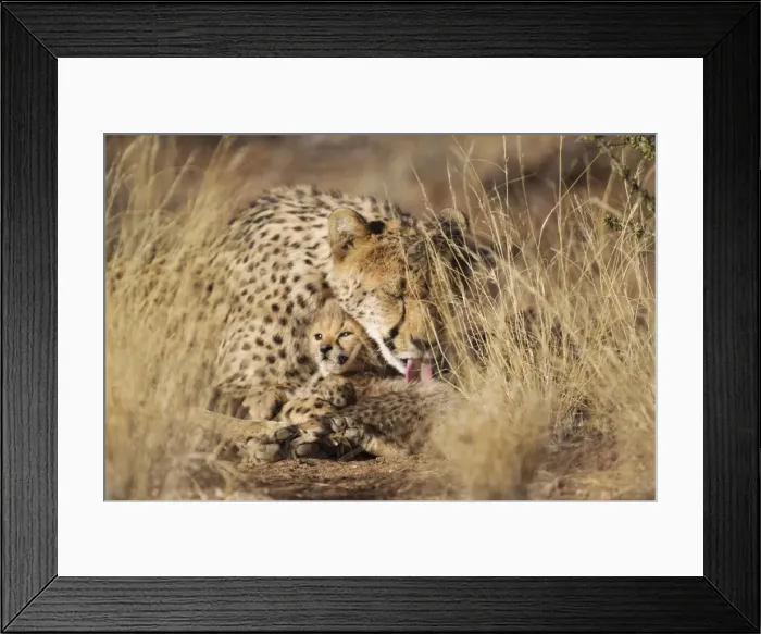 Framed Print : Picture No. 10761909 Framed Print : Picture No. 10761909