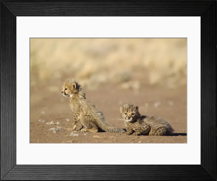 Framed Print : Picture No. 10761911 Framed Print : Picture No. 10761911