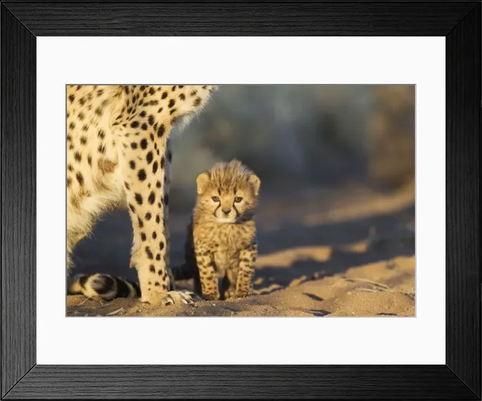 Framed Print : Picture No. 10761915 Framed Print : Picture No. 10761915