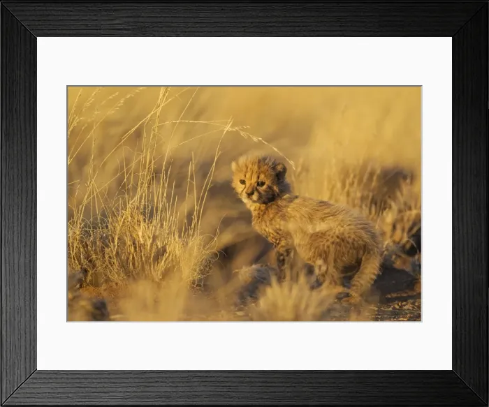 Framed Print : Picture No. 10761914 Framed Print : Picture No. 10761914
