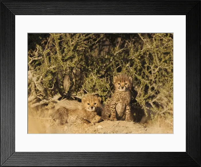 Framed Print : Picture No. 10761917 Framed Print : Picture No. 10761917