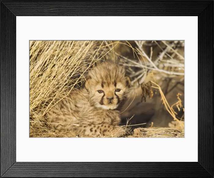 Framed Print : Picture No. 10761906 Framed Print : Picture No. 10761906