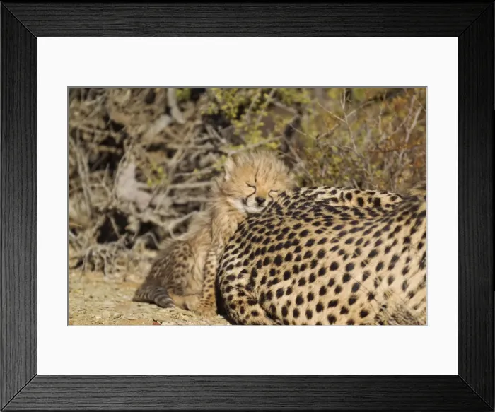 Framed Print : Picture No. 10761920 Framed Print : Picture No. 10761920