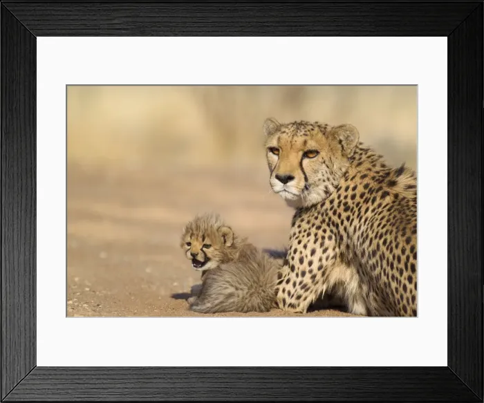 Framed Print : Picture No. 10761921 Framed Print : Picture No. 10761921