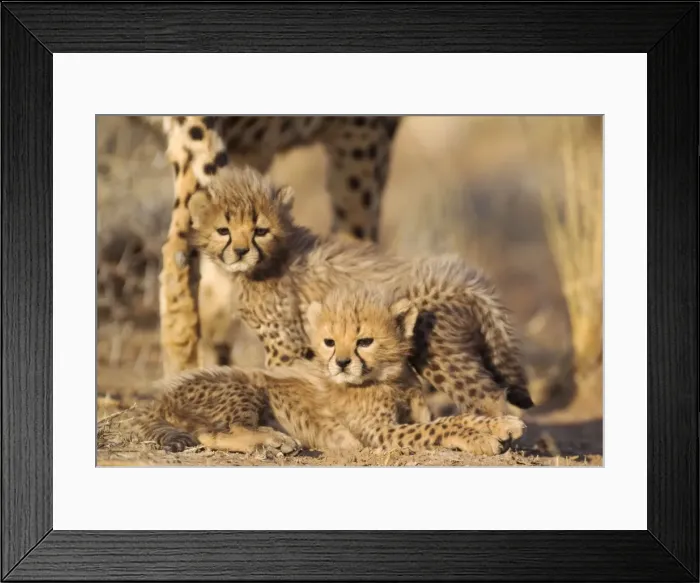 Framed Print : Picture No. 10761924 Framed Print : Picture No. 10761924