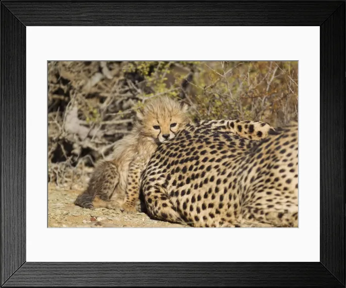 Framed Print : Picture No. 10761919 Framed Print : Picture No. 10761919