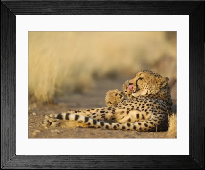 Framed Print : Picture No. 10761925 Framed Print : Picture No. 10761925